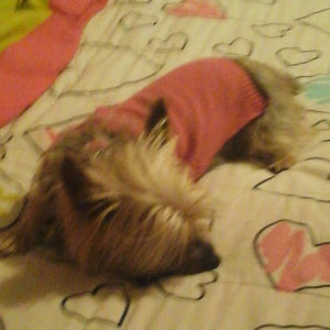 Meet your Posher, Alisha